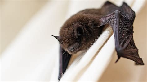 How to Choose the Right Bat Magic Product for Your Home